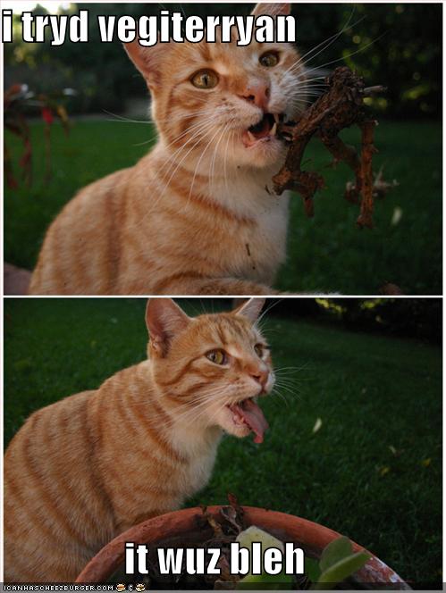 funny-pictures-cat-does-not-like-vegetarian-food.jpg